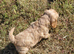 Fluffy Cavalier King Charles × Jackapoo Puppies for Sale