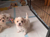 Heavenly maltipoo puppies!