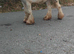 Blue and white gelding