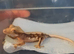 Lily White Crested gecko female