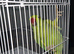 Green ringneck