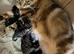 4 Tabby kittens