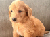 Rare very Mini Goldendoodles from Therapy mom