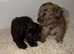 Shihpoo puppies