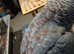 Hand reared silly tame african grey