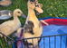 Runner ducks