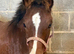 Stunning Section C Colt Foal