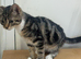 Cat 4 months tabby’s
