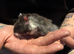 Male Syrian hamsters