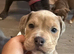 Stunning Old English Bulldog Pups