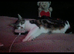 4 beautiful maincoon bengal kittens 12 weeks old 2 girls 2boys