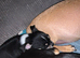 Apple head chihuahua bitch puppy