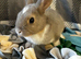 Bunnies for sale now!