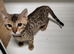 Bengal kittens