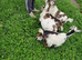 4 pigmy goats