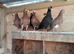 pigeons english barbs