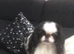 Beautiful Japanese chin puppies last puppy