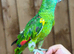 Amazon parrot