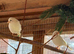 Job lot canary's