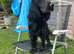 Female cocker spaniel