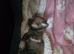Puppy for sale