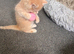 Mixed breed male kitten