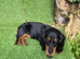 Longhair daschund