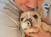french bulldog puppie isabella cream