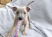 KC True to type whippet