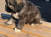 1 stunning Caucasian puppy left. Boy ready to leave