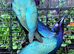 2025 DNA sexed Stunning Glossy Starlings