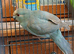 Male Kakariki