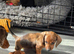 4 beautiful Dachshund puppies for sale