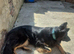 Ned needs a new home