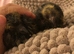 Silly tame hand reared 2 pigeons