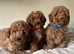 Cavachon x toy poodle puppies