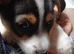 Stunning jack Russell