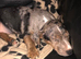 Female 10 week old Jack russell cross