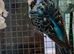 Budgies