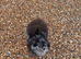 Black and silver merl Pomeranian