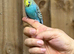 Budgies