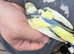 Budgies available 2x boys 1x girl