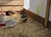 x12 Coturnix Quail Hatching Eggs