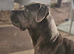 15 month old female cane corso
