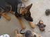 4 month old GSD puppy