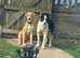 Border collie for sale