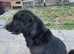 9 year old female Gsd x malamute