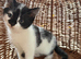 Beautiful Kittens Ready Now