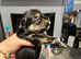 6 Pure breed pedigree puppies