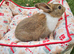 Adorable Baby Rabbits for Sale - Beautiful Colours ️